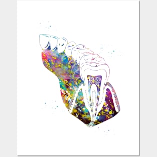 Molar Tooth Section Posters and Art